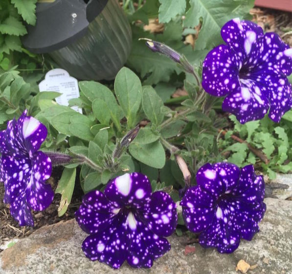If you'd like to grow you're own galaxy-in-a-pot, you can pick up a packet of Night Sky Petunia seeds from Amazon. (Photo Credit Wilddaylilies)