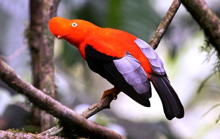 The male Andean cock-of-the-rock has a bright red-orange head, neck, breast, and shoulders.