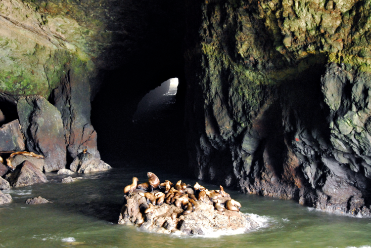 In this region area Highway 101 follows a steep and undeveloped seascape 300 feet above sea level.