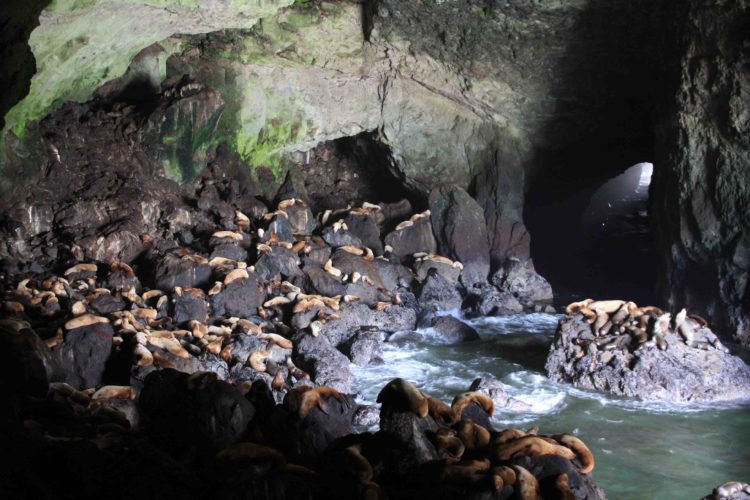 Local seaman, Captain Willian Cox, discovered Sea Lion Caves in 1880, which entered the grotto through the western channel in a small boat on a calm day.