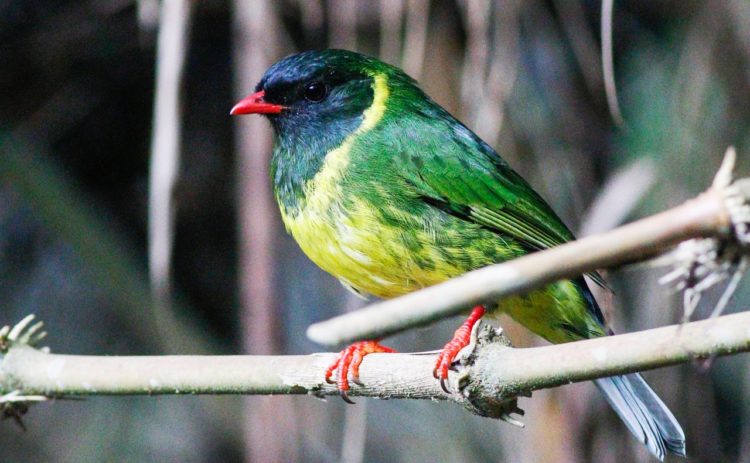 The green-and-black fruiteater is also called “Pipreola riefferii” is a species of bird in the family Cotingidae.
