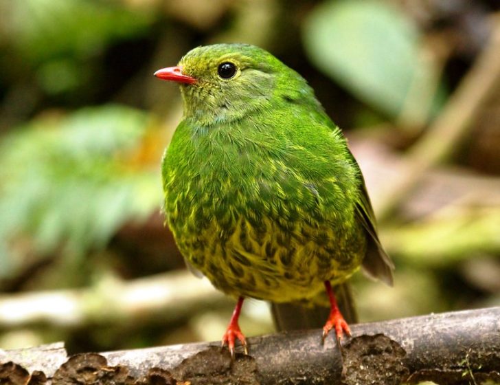 . In both sexes, the iris of the eye is reddish-brown, and the legs and bill are orangish-red. The bird song is a high-pitched "ts-s-s-s-s-s-s" lasting only few seconds, slowing and sometimes fading as it winds down.