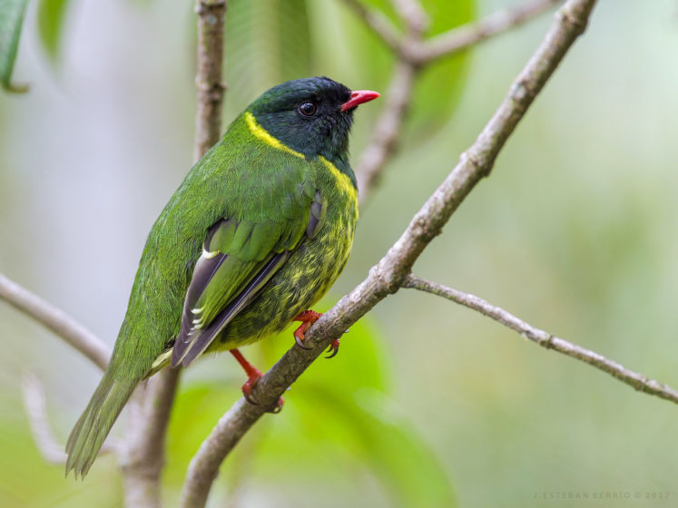 This species is more often seen in small flocks then some other fruiteater.