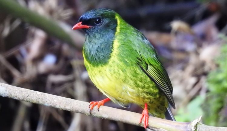 As suggested by this species' name, these birds mostly eat fruit or insects.