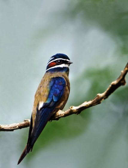 The Whiskered Treeswift (Hemiprocne comata) is a species of bird found in Brunei, Malaysia, Singapore, Indonesia, Myanmar, Philippines, and Thailand. 