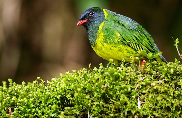 They usually construct cup shape nests, while males will mate with several females. Hence, the females alone care for the eggs and young one.