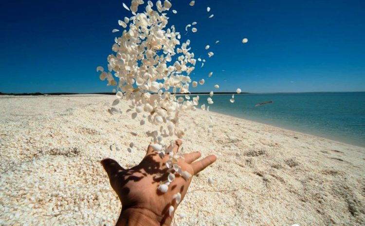 Shell beach is one of only two beaches in the world made entirely from shells. The beach name derived because of great abundance of the shells of the cockle species Fragum erugatum.