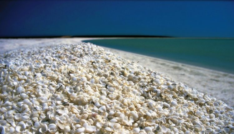 Shark Bay is a UNESCO World Heritage Site, unique marine life found in and near its waters including dugongs, Indo-Pacific bottlenose dolphins, various whales and whale sharks, and the largest seagrass bank in the world, contributed to the formation of Shell Beach.