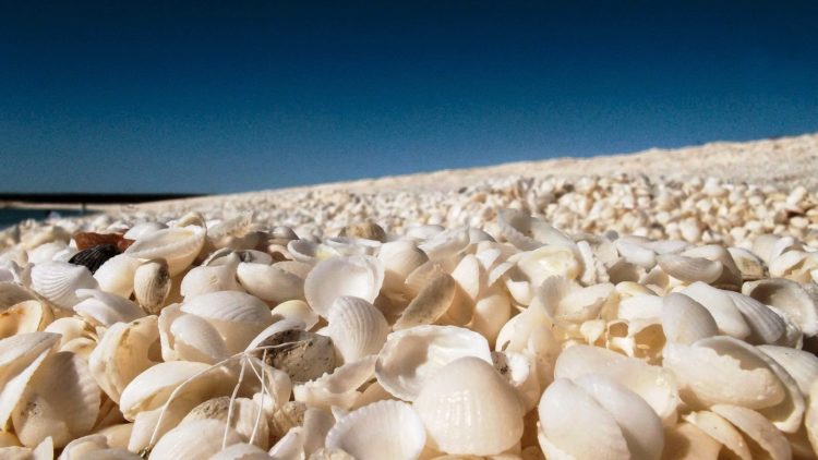The high salinity has allowed the cockle to thrive unchecked, since its natural predators have not adapted well to this environment.