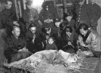 The last photo have ever taken of Hachiko Dog who waited for 9 years after the death of his master outside the train station every morning until he himself passed away in 1920's.