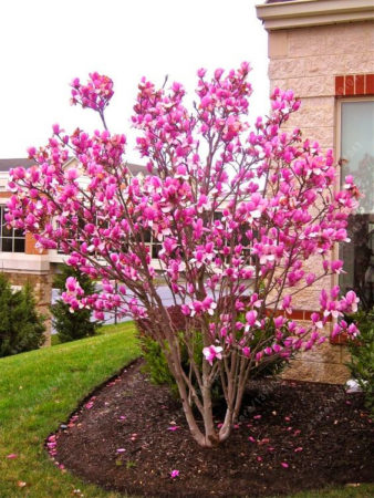 The Magnolia Tree with its showy flowers, its dark green leaves, and its relatively small size. The Magnolia Tree with its showy flowers, its dark green leaves, and its relatively small size.