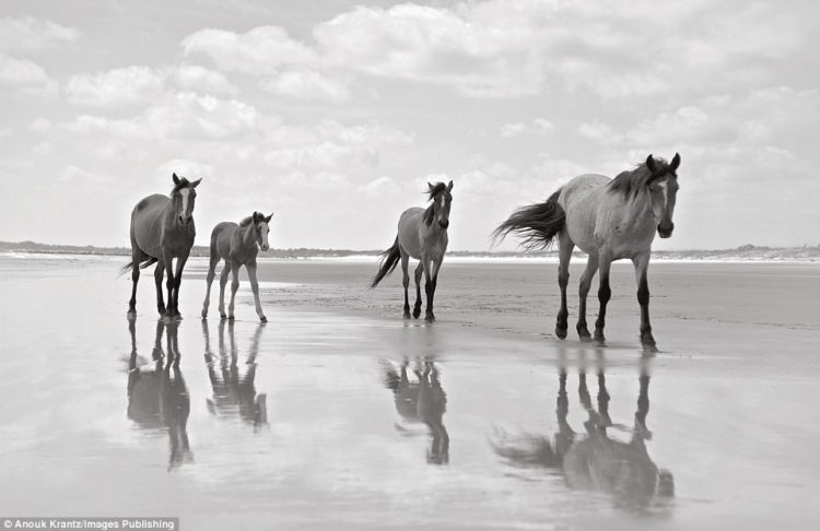 Cumberland Island has been a national park since 1972. The horses are the only herd in east coast America that aren't managed in any way by humans