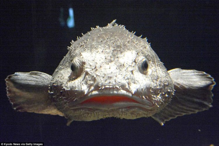 the blobfish, found in australia and new zealand, has been voted