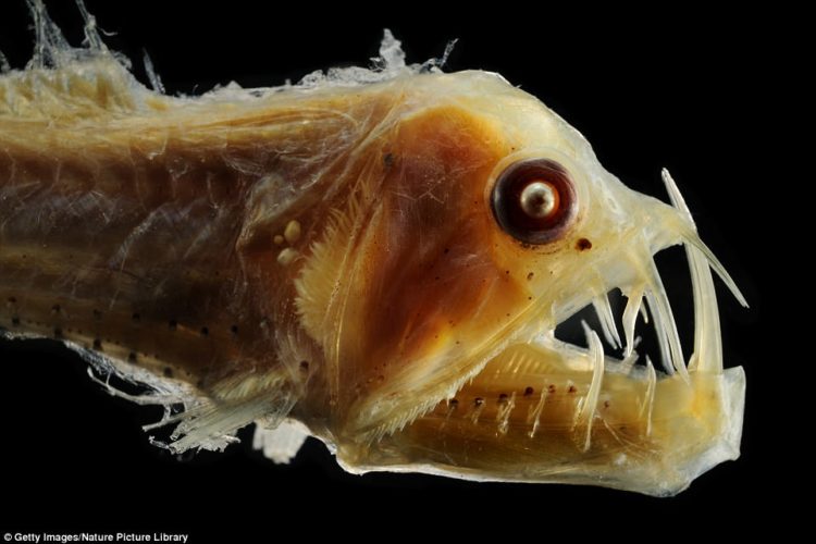 worlds strangest sea creatures