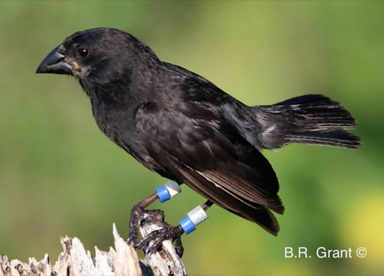 The bird is a member of the G. fortis species, one of two species that interbred to give rise to the Big Bird lineage. See story NNBIRD. Researchers used a scan electron microscope to find where bacterial cells and particles attach to a flies body. See story NNFLY. New species can develop in as little as two generations and the findings would have left Charles Darwin excited , researchers revealed. Scientists say the arrival 36 years ago of a strange bird to a remote island in the Galapagos provides direct genetic evidence of they're claims. The newcomer, which belonged to one species, mated with a member of another species on the small island of Daphne Major in the Pacific Ocean. This produced a new species, known as the “Big Birds”, that now consists of roughly 30 birds, according to researchers from Princeton University and Uppsala University in Finland. The study, published in the journal Science, followed work carried out over the last four decades on Darwin’s finches in the Galapagos Islands. Rosemary Grant, senior biologist at Princeton in the US, said: "Through our work on Daphne Major, we were able to observe the pairing up of two birds from different species and than follow what happened to see how speciation occurred." The newcomer, a male with an unusual song which was larger in size then the three resident species on the island, was spotted in 1981. Peter Grant, a professor of ecology and evolutionary biology at Princeton, said: "He was so different from the other birds that we knew he did not hatch from an egg on Daphne Major.” The researchers took a blood sample and released the bird, which later bred with a resident medium ground finch of the species Geospiz fortis, starting a new lineage.