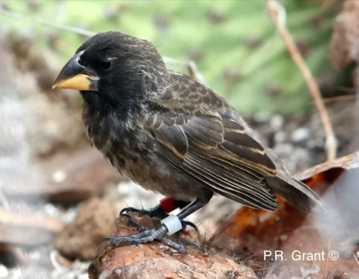 The breeding of two distinct parent species gave rise to a new lineage (termed "Big Bird" by the researchers). This lineage has been determined to be a new species. This image is of a member of the Big Bird lineage. See story NNBIRD. Researchers used a scan electron microscope to find where bacterial cells and particles attach to a flies body. See story NNFLY. New species can develop in as little as two generations and the findings would have left Charles Darwin excited , researchers revealed. Scientists say the arrival 36 years ago of a strange bird to a remote island in the Galapagos provides direct genetic evidence of they're claims. The newcomer, which belonged to one species, mated with a member of another species on the small island of Daphne Major in the Pacific Ocean. This produced a new species, known as the “Big Birds”, that now consists of roughly 30 birds, according to researchers from Princeton University and Uppsala University in Finland. The study, published in the journal Science, followed work carried out over the last four decades on Darwin’s finches in the Galapagos Islands. Rosemary Grant, senior biologist at Princeton in the US, said: "Through our work on Daphne Major, we were able to observe the pairing up of two birds from different species and than follow what happened to see how speciation occurred." The newcomer, a male with an unusual song which was larger in size then the three resident species on the island, was spotted in 1981. Peter Grant, a professor of ecology and evolutionary biology at Princeton, said: "He was so different from the other birds that we knew he did not hatch from an egg on Daphne Major.” The researchers took a blood sample and released the bird, which later bred with a resident medium ground finch of the species Geospiz fortis, starting a new lineage.