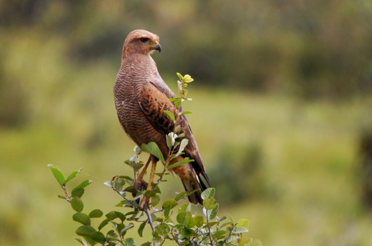 The Savanna Hawk is widespread raptor and there habitats throughout the lowlands of tropical and subtropical South America.