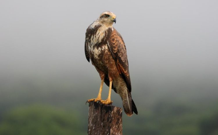The savanna hawk has very long legs and thus is able to easily walk on the ground to catch it's prey, or, like other birds, it can swoop down from the sky or a tree.