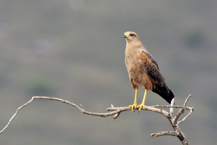 The savanna hawk length is 46 to 61 cm and weighs 845 g. The adult hawk has a rufous body with grey mottling above and fine black barring below