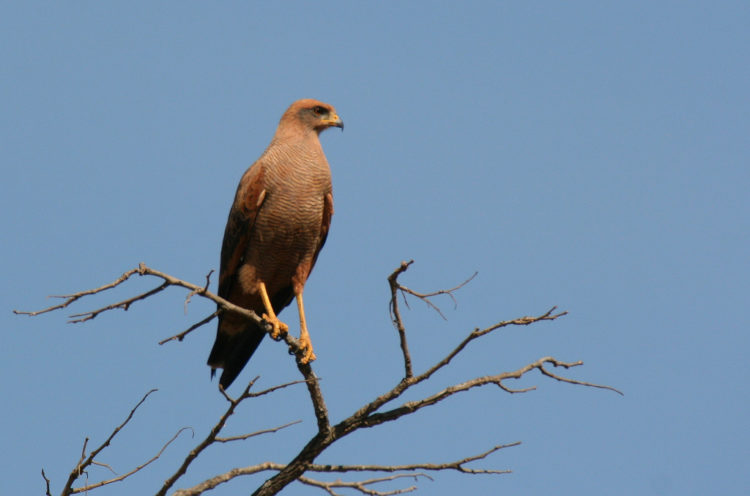 Savanna hawks build there nests out of sticks in palm trees, thorny trees or mangroves and use the same nest year after year.
