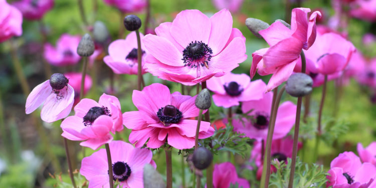WindFlower