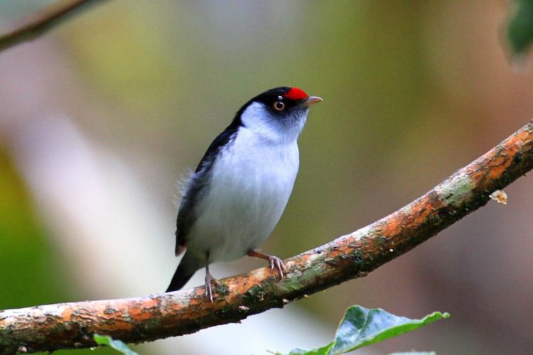 The stunning and highly distinctive pin-tailed manakin (Ilicura militaris) is a species of bird in the family Pipridae.