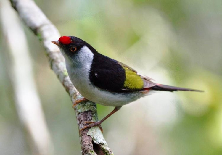 It is the only member of the monotypic genus Ilicura. It is endemic to eastern Brazil, where its natural habitats are subtropical or tropical moist lowland forest and subtropical or tropical moist montane forest.