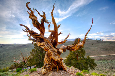 Although, one thing they can’t last is chainsaws. In what is now the Great Basin National Park of eastern Nevada, a tree known as “Prometheus” was being studied by a group of ecologists.