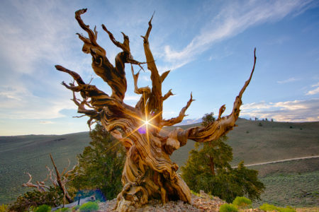 Bristlecone pines are famous for attaining great ages, have been found that have lived more than 5,000 years longer than any other non-clonal organism.