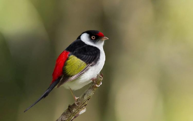 The Pin-tailed Manakin is not rare but it is nonetheless highly prized by birdwatchers, particularly as its strangely quiet vocalizations can render it unobtrusive, making encounters much less frequent than with other manakins that occur in the same region.