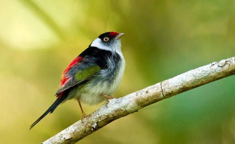 Moreover, Male manakins are well-known for their elaborate group courtship displays, which habitually take place on gathering grounds called "leks."