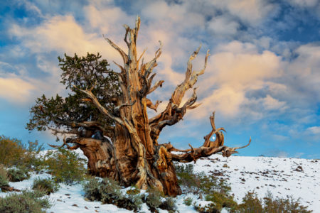 The trees are extremely hardy, surviving in harsh freezing cold temperatures, being buried in snow, and restorative powerful winds.