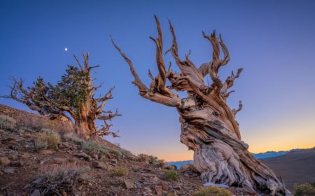 However, in several cases, portions of the tree can die-off and allow the tree to preserve its limited resources.