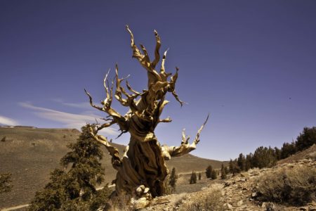 Few other plants can grow in the hard rock that Bristlecones prefer, and often the oldest trees are those that live in the most exposed and precarious places.