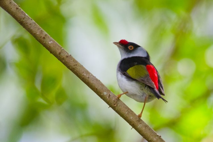 Thus, Female manakins visit these leks to pick a mate from the group of displaying males.