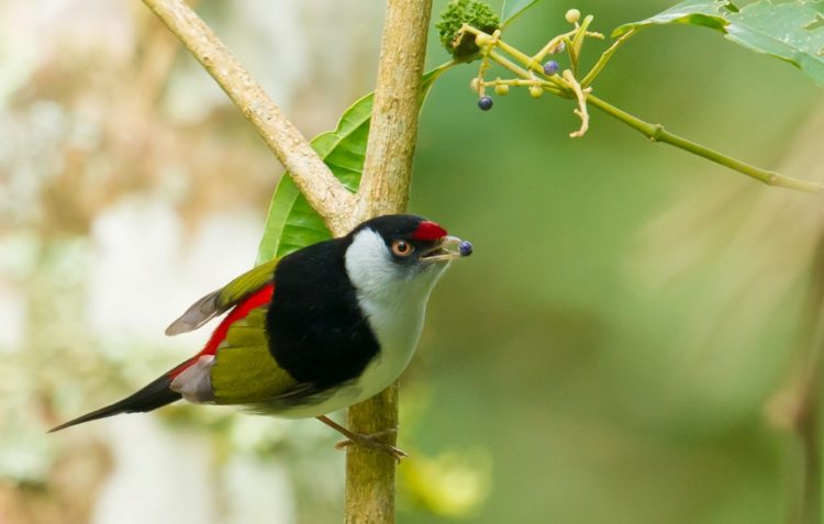 The male Pin-tailed Manakins "dance" alone, making whirring and snapping sounds with particular wing and tail feathers and flashing their bright red rump feathers during short, rapid flights.