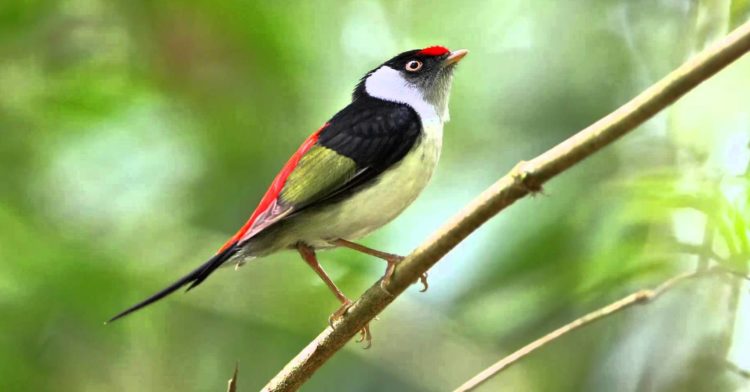 Males have flashy plumage, while females are a dull greenish color. These small, short-tailed birds tend to be solitary but can occur within mixed-species flocks.