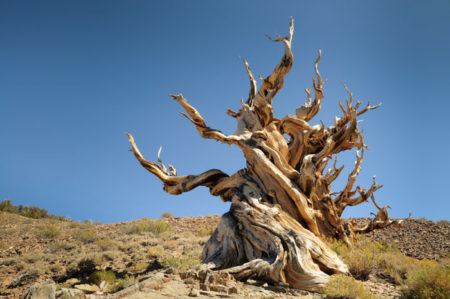 Bristlecone pines grow in isolated groves just below the tree line; grow in soils that are shallow lithosols, usually derived from dolomite and sometimes limestone, and sporadically sandstone or quartzite soils.