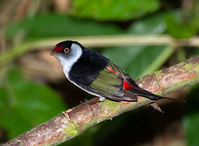 The male Pin-tailed Manakin is one of prettiest of manakins, and even the female is hard to confuse given that it shares the male’s “unusual” head shape and ‘pin-tail’ central rectrices.