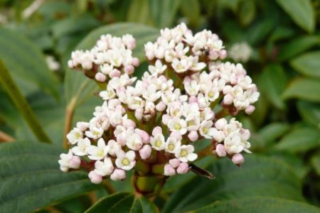 Viburnum are a joy to grow because they are so trouble-free, and they offer so much. Viburnums are a joy to grow because they are so trouble-free, and they offer so much.