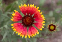 Gaillardia common name blanket flower is a genus of flowering plants in the sunflower family, Asteraceae, native to North and South America.