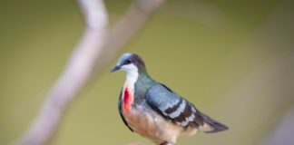 The Luzon bleeding-heart is a very fearful bird and hard to observe in their natural habitat.