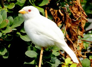 One of the world's rarest White Bird is Albino House Sparrow. Most White Wild Birds seen are leucistic, lacking pigment.