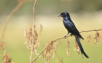 This wholly black bird is common in open agricultural areas and light forest, perching conspicuously on a bare perch or along power lines.