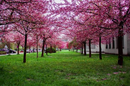 For hundreds of years, Cherries trees have been cultivated in the Far East for their ornamental blossoms. For hundreds of years, Cherries trees have been cultivated in the Far East for their ornamental blossoms.