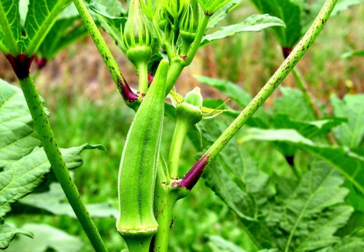 Okra Plants is grown for its edible seed pods, a handsome plant to have in the vegetable garden. It has showy pale yellow flowers with red centers not unlike a hollyhock.