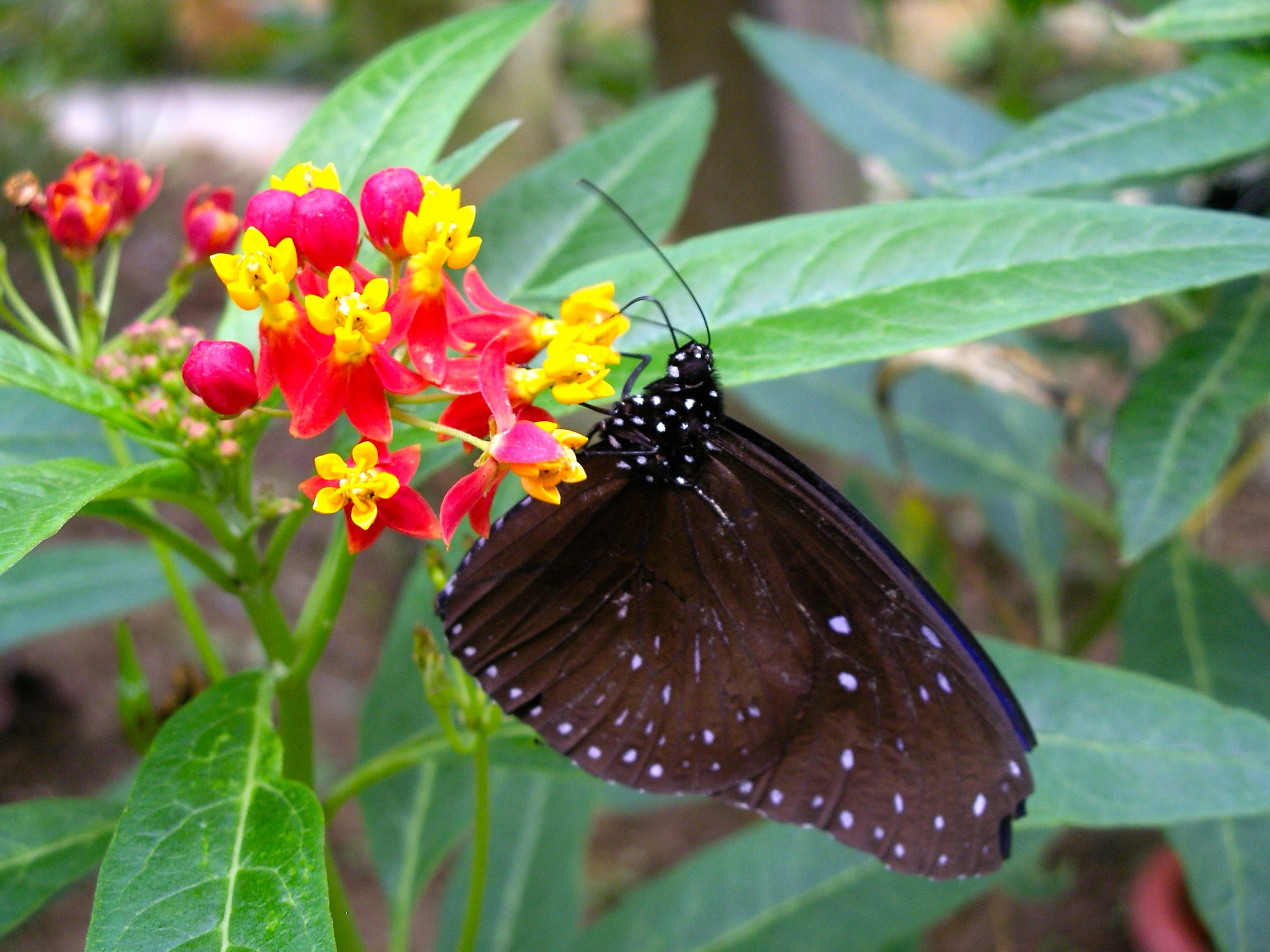 Make Your Own Butterfly Garden - Charismatic Planet