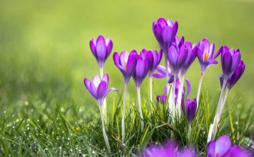 Purple Crocus Flowers Are Best For Decoration