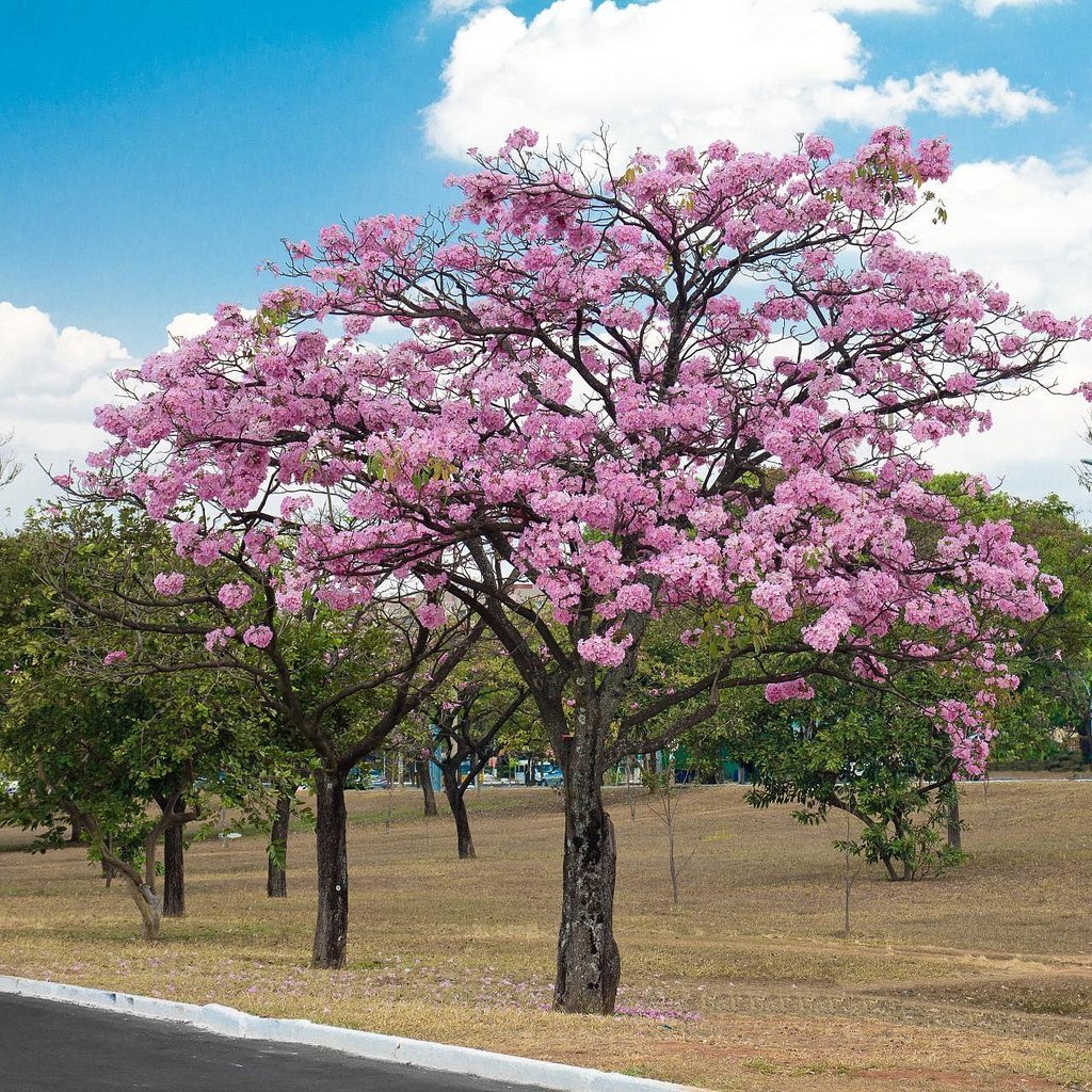 Дерево цветет розовым цветом название. Табебуйя дерево. Табебуйя розовая (Tabebuia rosea). Ленкоранская Акация. Акация Альбиция розовая дерево.