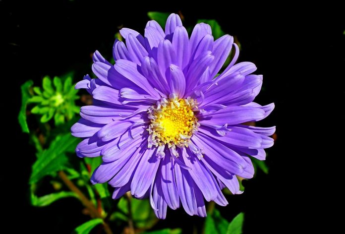 Aster Flower Information in height from six tall to just above the ground. Colors are shades of purple, lavender, pink, red, blue and white.